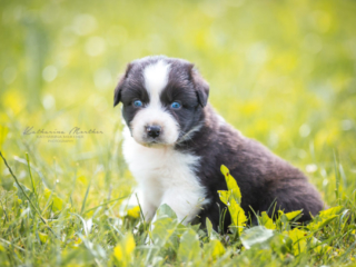 Hundewelpen-1