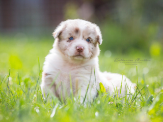 Hundewelpen-48