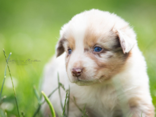 Hundewelpen-96